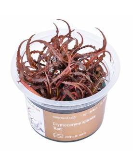 Cryptocoryne spiralis Red - Aqua-art